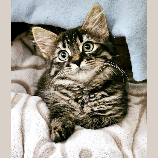 Photo of Lilly