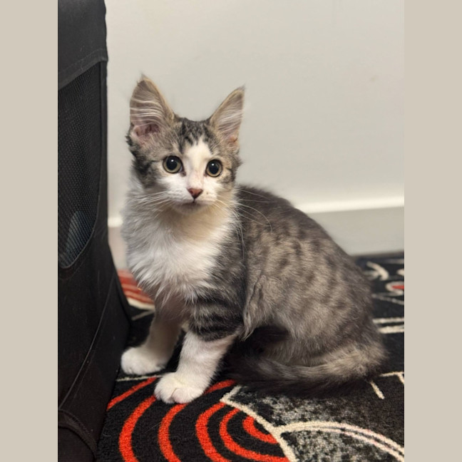 Photo of Smeagle Mc Cotton Ball