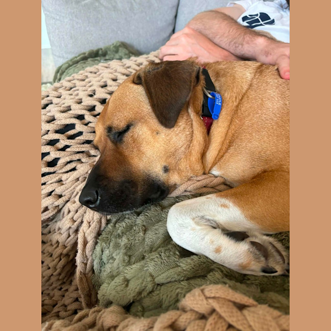 Photo of Brandi   3 Year Old Staffy X Shar Pei