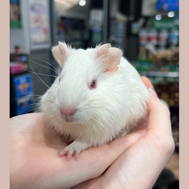 Photo of Pumpkin