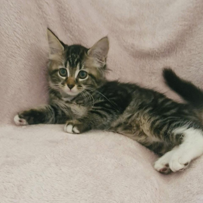 Photo of 11737   Dasher