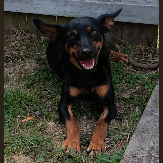 Photo of Tippy