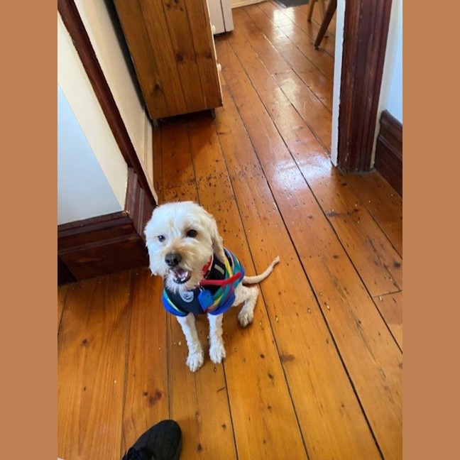 Photo of Tinkerbell Kumara