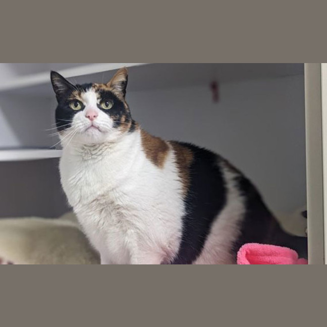 Photo of Zammy
