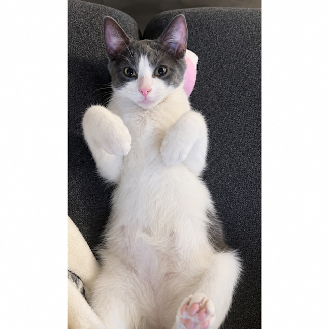 Photo of Baloo