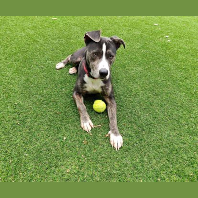 Photo of Roxy