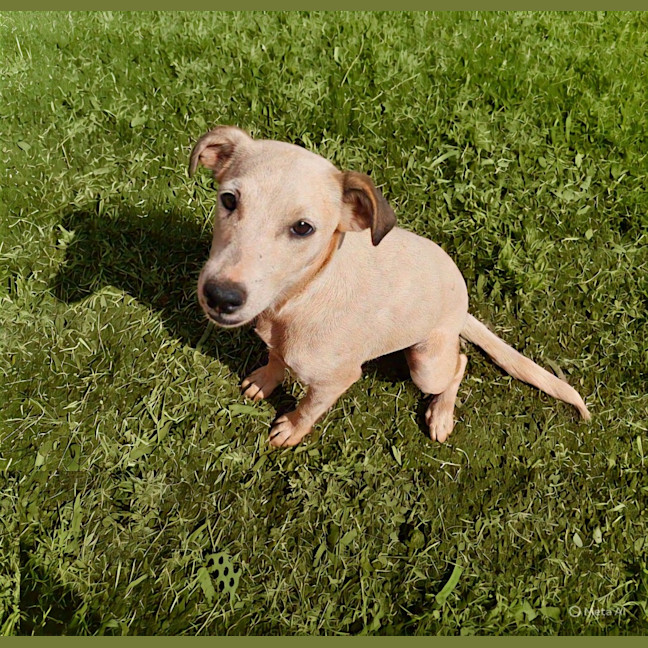 Photo of Nala