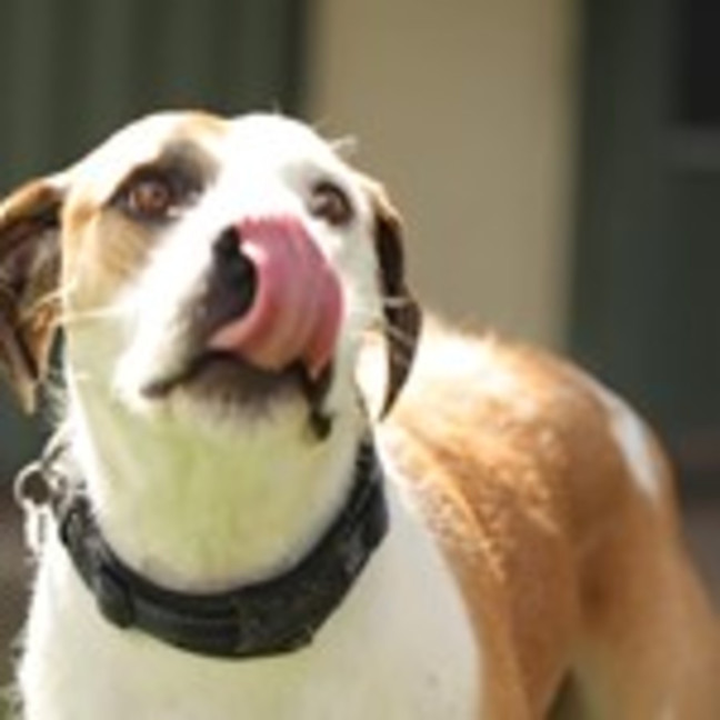Photo of Bronson