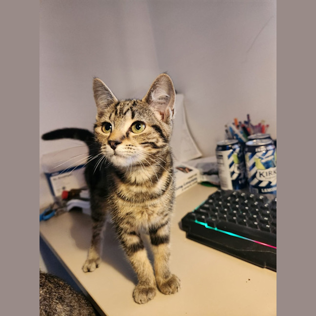 Photo of Misty
