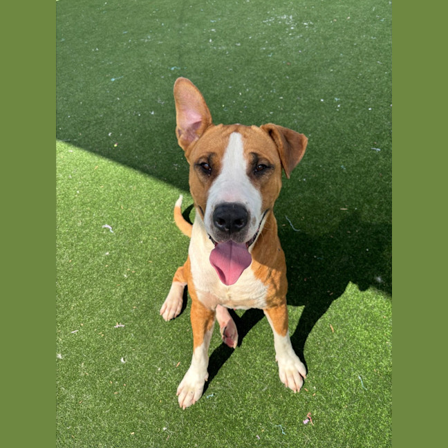 Photo of Boof Imp 1874