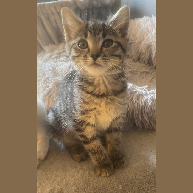 Photo of Tilly