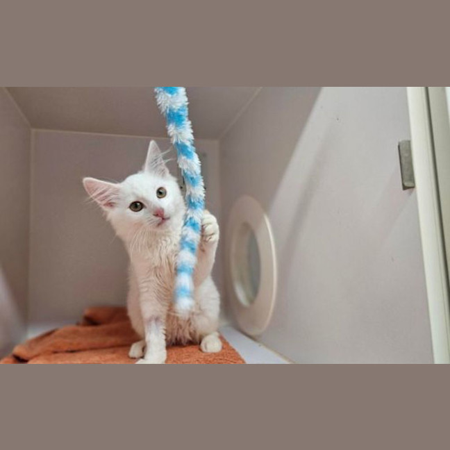 Photo of Snowy