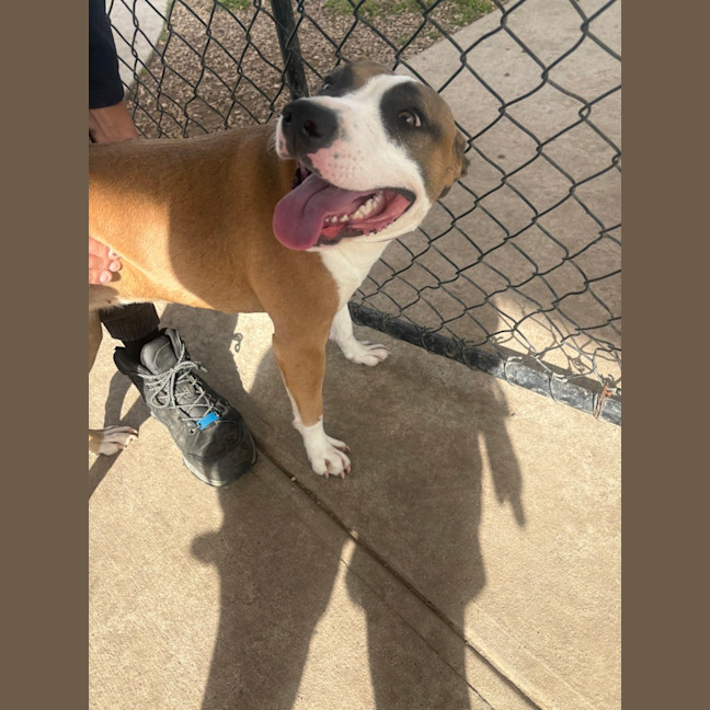 Photo of Maple 
