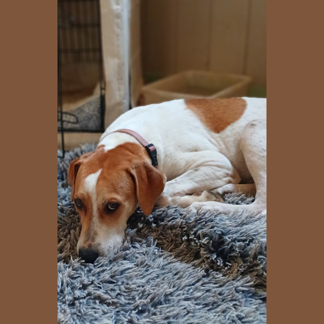 Photo of Merlin
