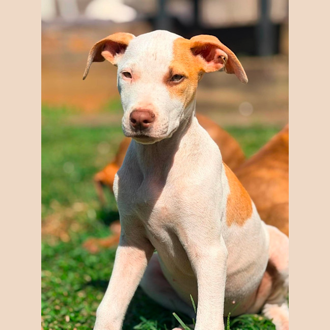 Photo of Inka