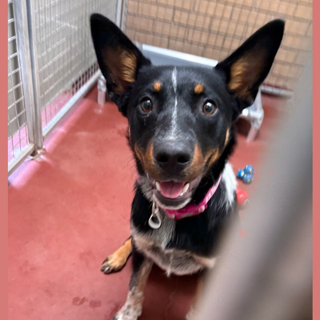 Photo of R.M Williams