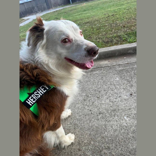 Photo of Hershey