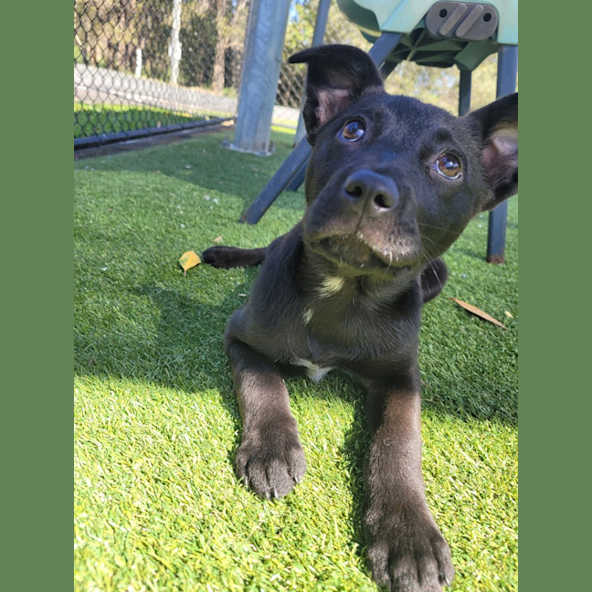 Photo of Tilly