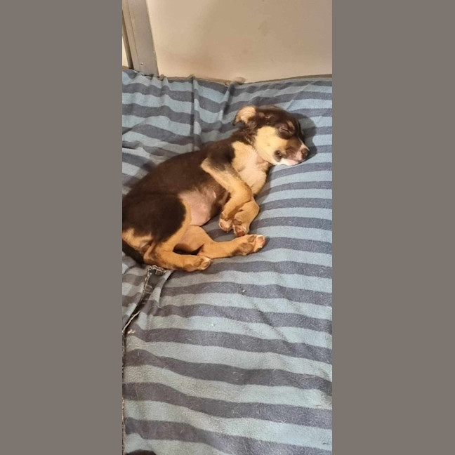 Photo of Gypsy