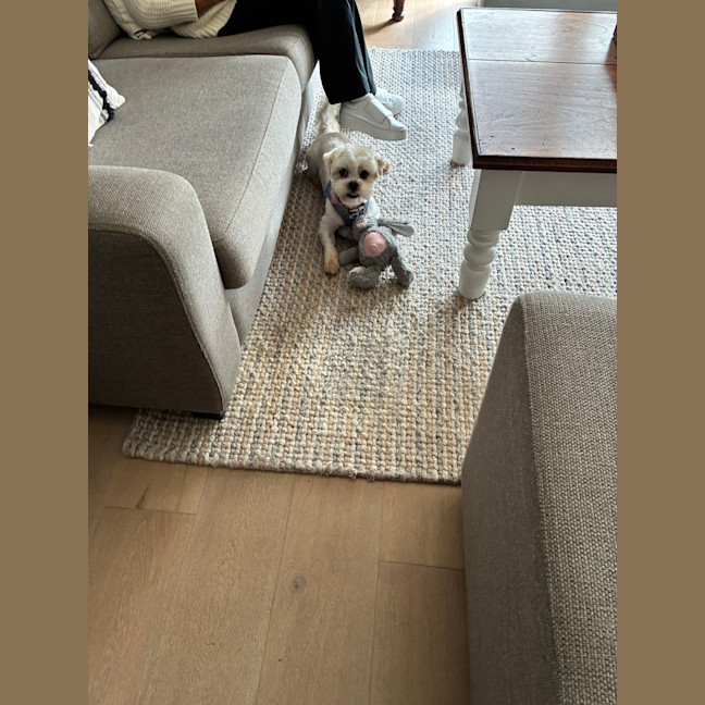 Photo of Biscuit