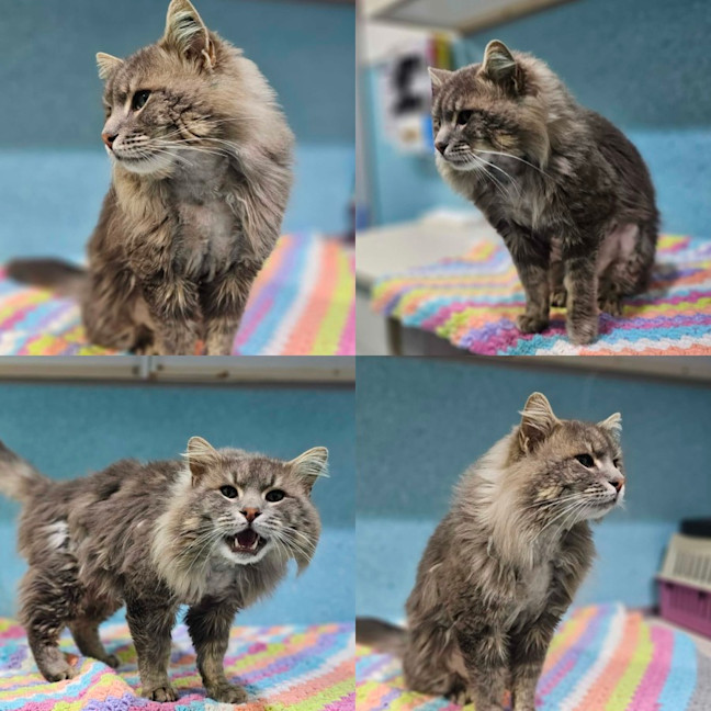 Photo of Smokey