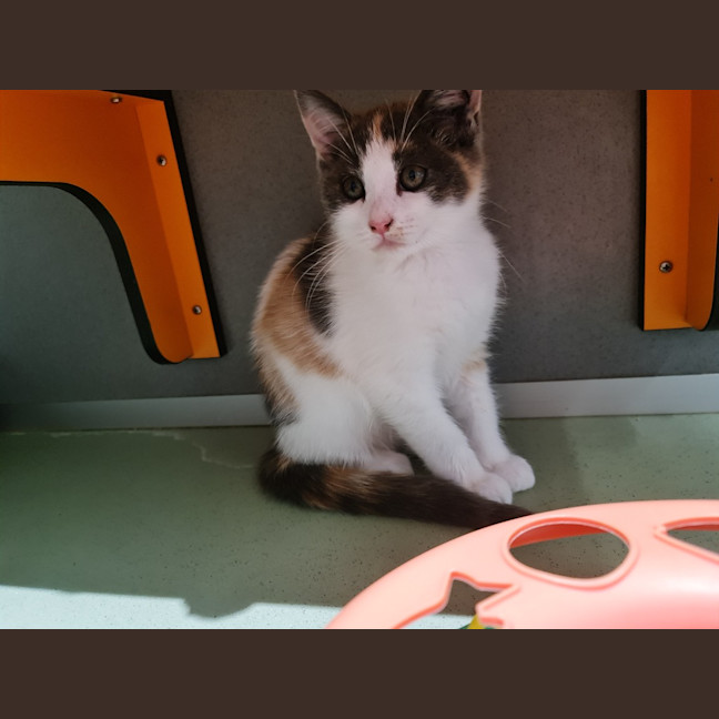 Photo of Willow 