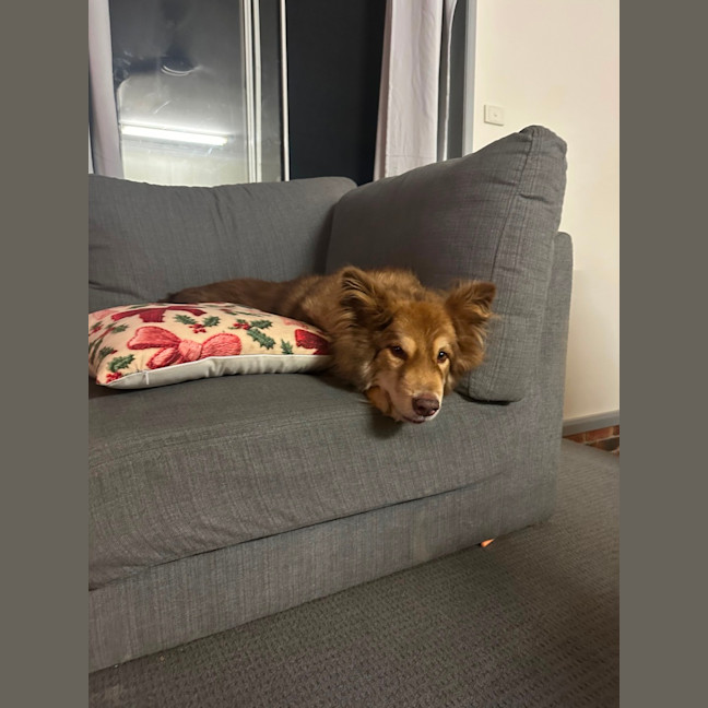 Photo of Simba