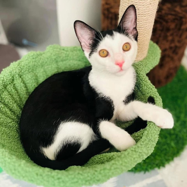 Photo of 11601   Romeo