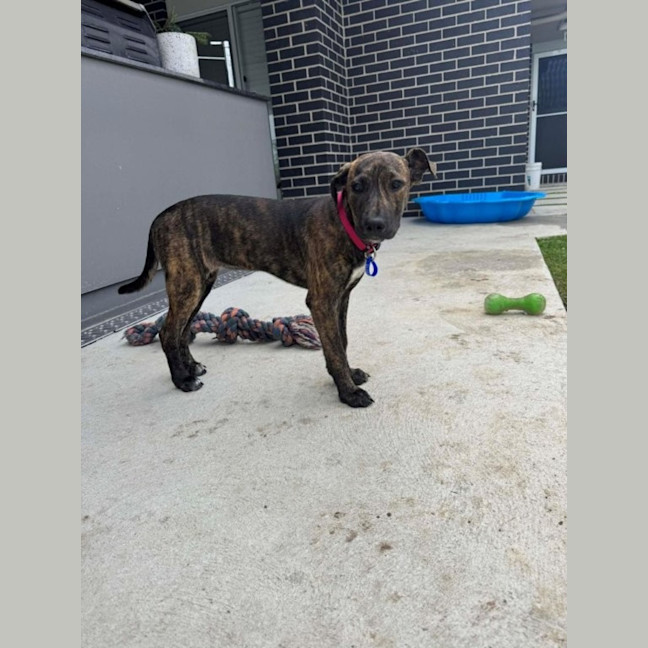 Photo of Remi   5 Month Old Bull Arab X