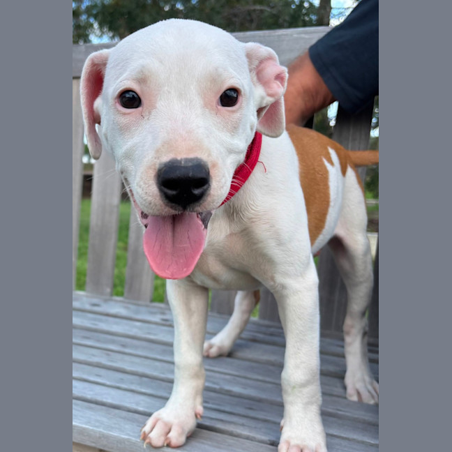 Photo of Charlotte   3 Month Old Staffy X (On Trial)