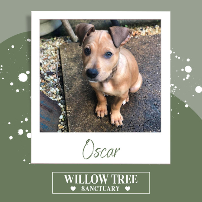 Photo of Oscar
