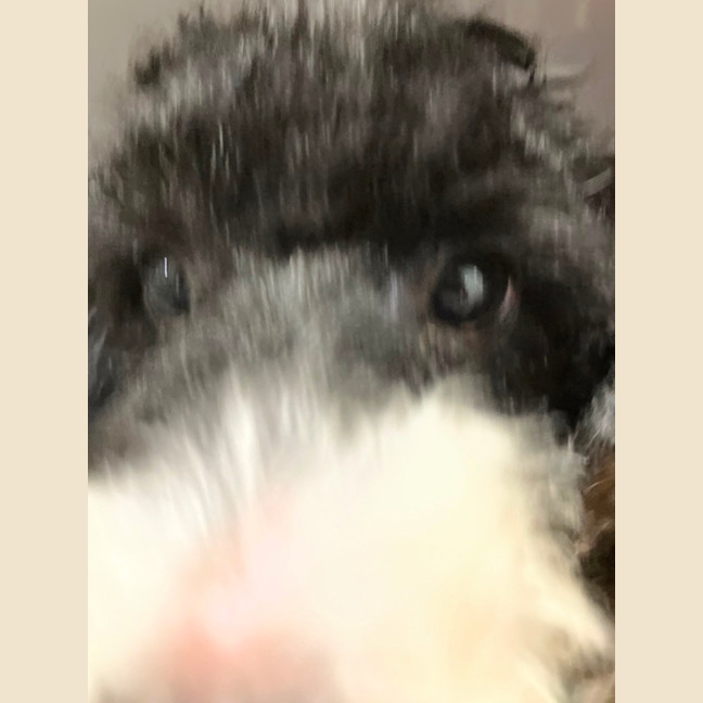 Photo of Rufus