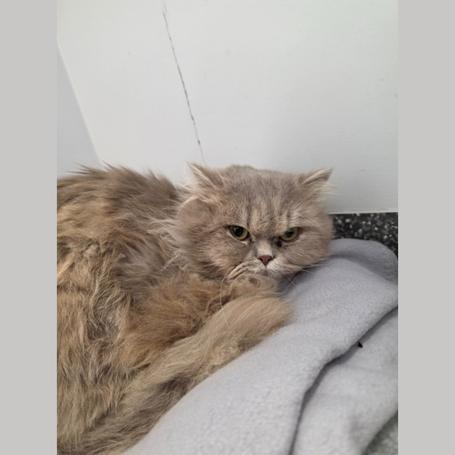 Photo of Fluff Master