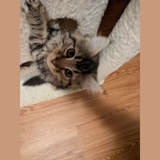 Photo of Rosalita