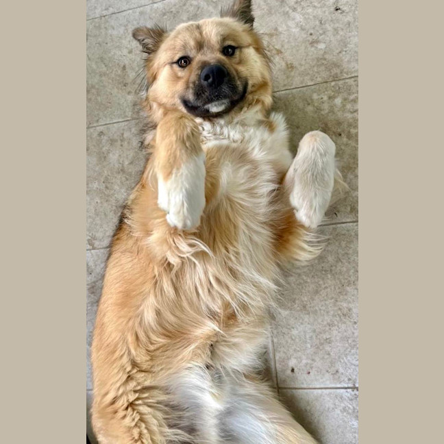 Photo of Hobbs