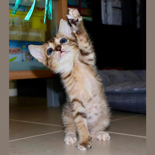 Photo of Fudge