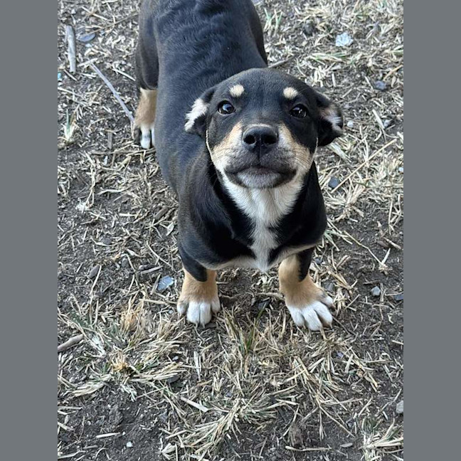 Photo of Rosco