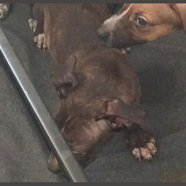 Photo of Tide (Milo)