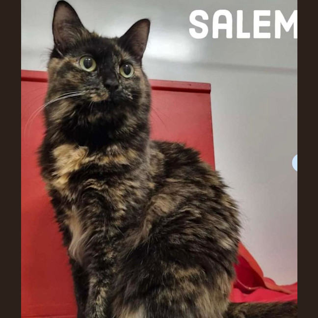 Photo of Salem