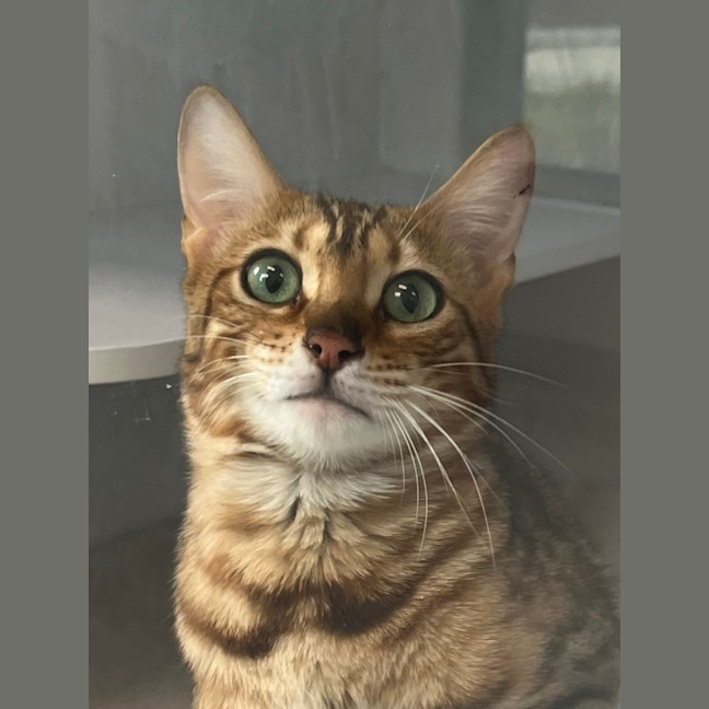 Photo of Purrincess Leia