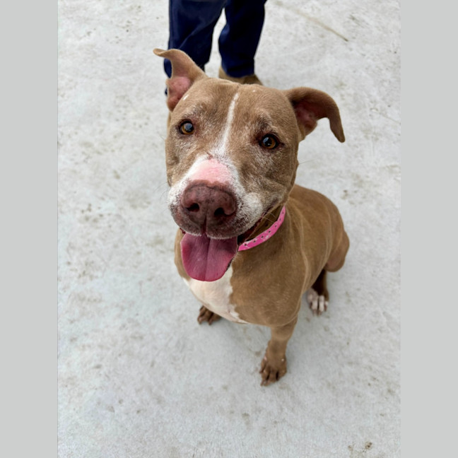 Photo of Moon Pie Imp 981