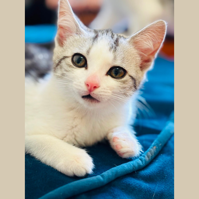 Photo of 🐾 Alba 🐾