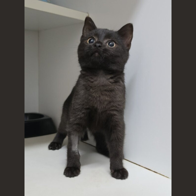 Photo of Ebony