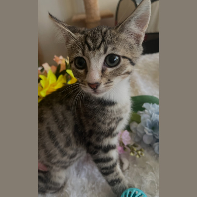 Photo of Jasper