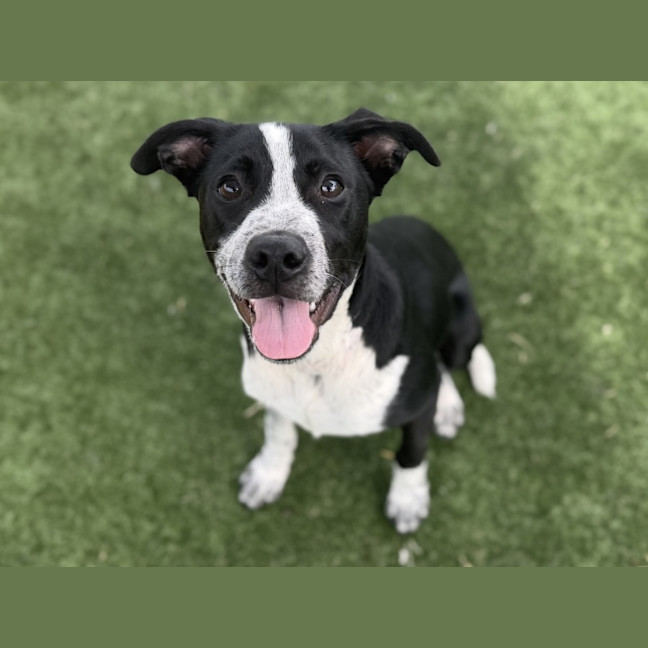 Photo of Carter Imp 470