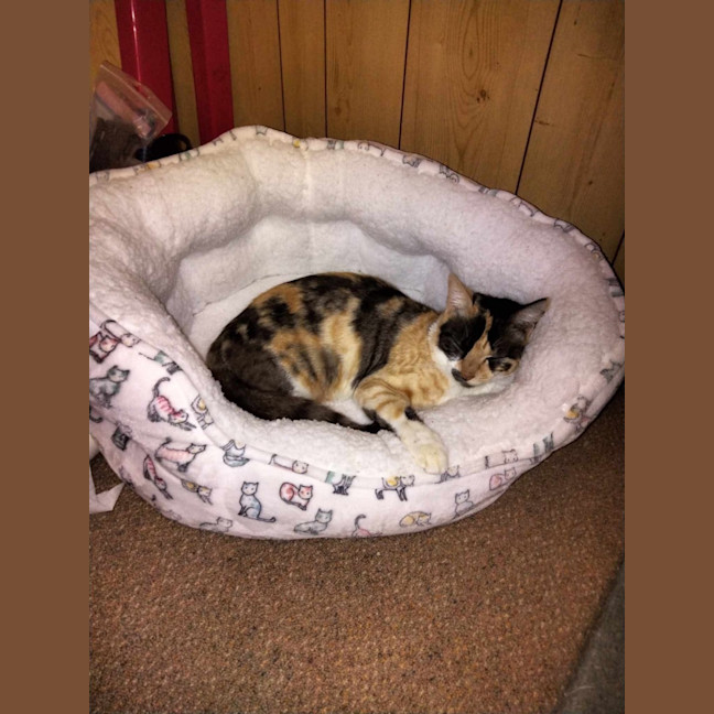 Photo of Callie 