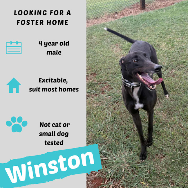 Photo of Winston