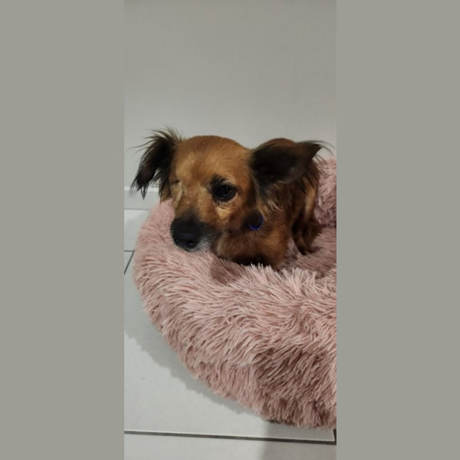 Photo of Ruby   6 Year Old Australian Terrier X