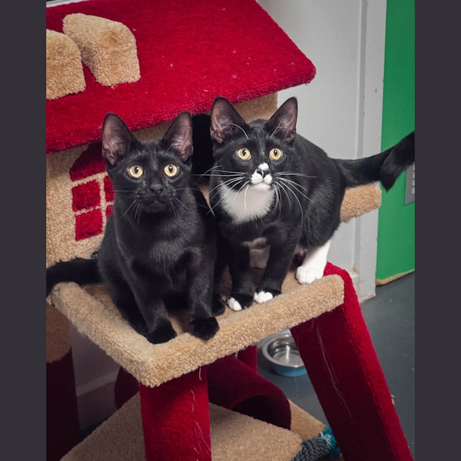 Photo of Oscar (& Ollie)