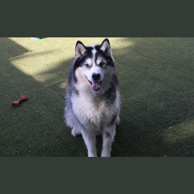Photo of Angus